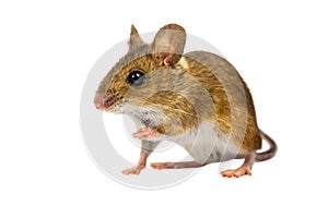 Curious Cut out Field Mouse