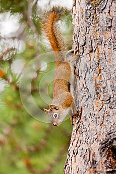 Curious cute American Red Squirrel climbing tree