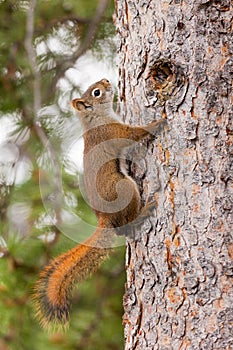 Curious cute American Red Squirrel climbing tree