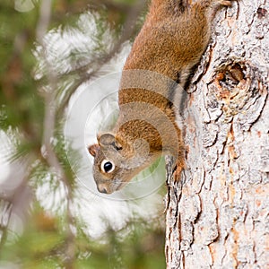 Curious cute American Red Squirrel climbing tree