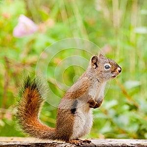 Curious cute American Red Squirrel posing watchful
