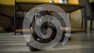 Curious and cute chocolate lab puppy