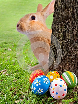 Curious, cute and funny Easter Bunny or Easter Rabbit peeking out a tree. Decorated or ornate painted Easter Eggs hidden in the