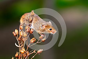 Curious cute harvest mouse, Micromys minutus