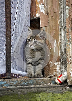 Curious cute kitten in the window of a house in 130 Kvartal quarter - Irkutsk Sloboda, Russian Federation.