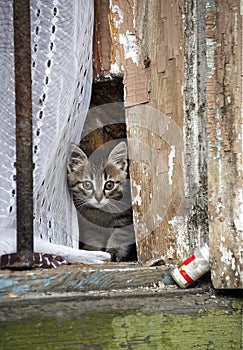 Curious cute kitten in the window of a house in Kvartal quarter -Irkutsk Sloboda, Russian Federation.