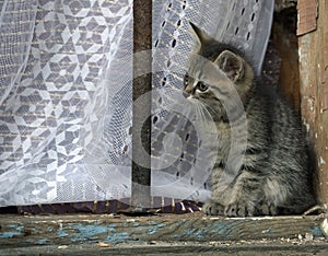 Curious cute kitten in the window of a house in Kvartal quarter -Irkutsk Sloboda, Russian Federation.