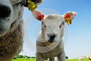 Curious cute lamb