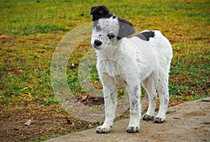 Curious cute puppy. Dog in a puzzling situation.