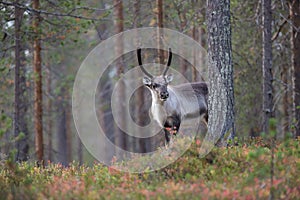 Curious and cute reindeer in the beautiful autumn forest in Lapland, Finland