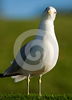 Curious Cute Seagull Tilting Head