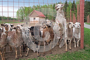 Curious cute Sheep and rams.