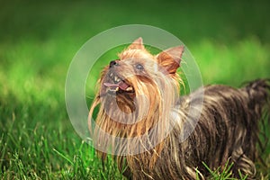 Curious cute yorkshire terrier puppy dog is looking up