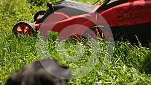 curious dachshund dog is playing with the lawn mover