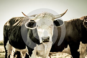 Curious dairy cow stand in the pasture looking to the camera