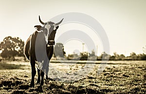 A curious dairy cow stand in the pasture looking to the camera