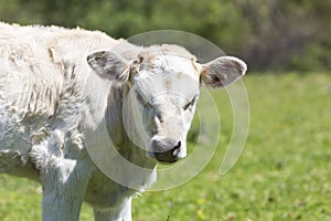 A curious dairy cow stands in her pasture/Dairy Cow/A curious da