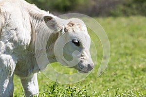 A curious dairy cow stands in her pasture/Dairy Cow/A curious da