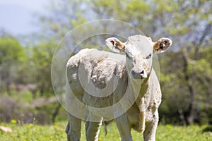 A curious dairy cow stands in her pasture/Dairy Cow/A curious da