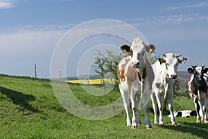 A curious dairy cows standing and grazing