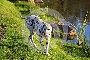 Curious Dalmation Explores the Waters Edge 2