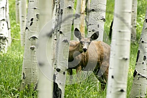 Curious deer in aspen forrest