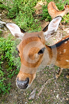 Curious deer close-up