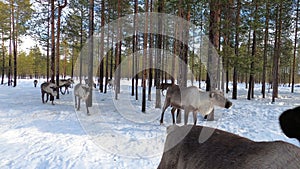 Curious deer in the forest in winter at the reindeer herders camp in Russia