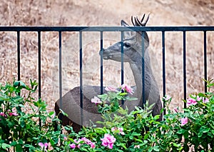 Curious deer looking for food in southern California backyard.