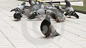 Curious disabled lame urban rock pigeon with crowd of feeding feral birds.