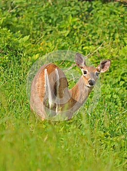 Curious Doe, Shenandoah