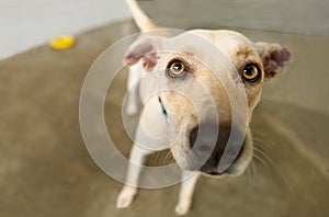 Curious Dog