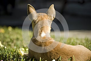 Curious dog