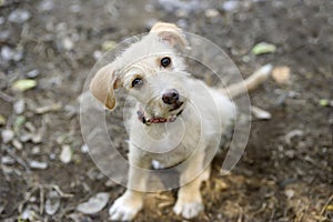 Curious Dog