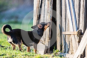 Curious dog