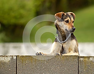 Curious dog