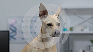 Curious dog with big ears looking around, pet health care, adorable companion