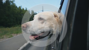 Curious dog breed labrador looks out the window of moving car. Domestic animal stuck his head out of auto to enjoy ride