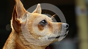 Curious dog close-up. Faithful pet friend