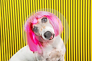 Curious dog face. Adorable fashionable silly dog face. Pink wig and yellow and black background