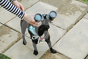 Curious dog. Funny pug looking through binoculars