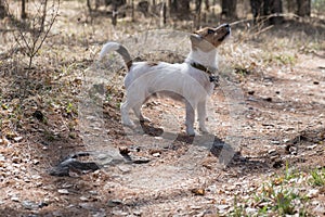 Curious dog, jack russell is playing in the park. Dog in a collar in the spring forest. Jack Russell Terrier stands on a