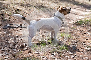 Curious dog, jack russell is playing in the park. Dog in a collar in the spring forest. Jack Russell Terrier stands on a