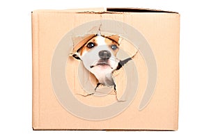 Curious dog looks out of a torn hole in a box