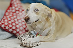 The curious dog is playing with a sock photo