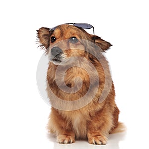 Curious dog with sunglasses on forehead looks up to side