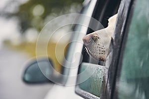 Curious dog travel by car