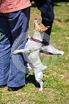 Curious dog tries to reach the cat