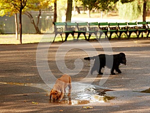 Curious dogs playing in the park