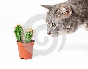 curious domestic cat sniffs and touches a cactus in a pot. concept of pets curiosity